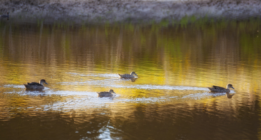 Ducks on the pond in Spring at Alure Stanthorpe